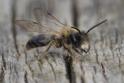 Andrena praecox (Small Sallow Mining Bee).jpg